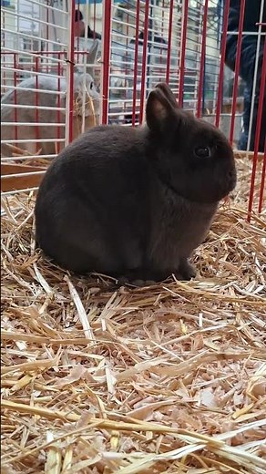 Lapin nain de couleur havane - Femelle - Exposition avicole d'Évreux 2026 🐇🇨🇵