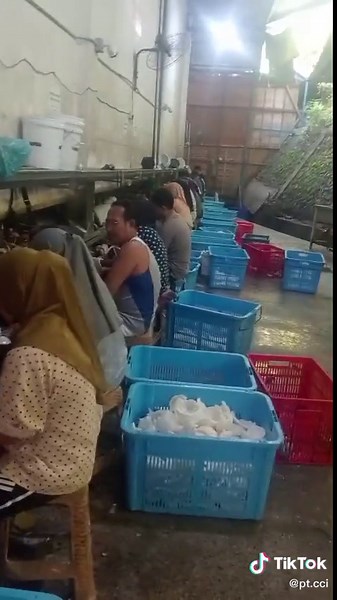 🥥🥥Coconut peeling activity is the process of separating the shell from the coconut flesh using manual tools or machines, as an initial stage before the coconut is processed into coconut milk, frozen coconut flesh, copra, VCO, or other derivative products. 🌴We are PT. Coconut Charcoal Indonesia, a food and beverage manufacturing company specializing in coconut products such as coconut milk, coconut water, desiccated coconut, shredded coconut, and grated coconut. Address: 🏘️ Komplek Citra Buan