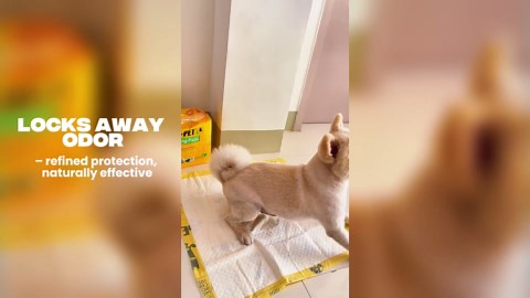 Pet N Pet 50 Counts Pee Pads for Dogs, 48% USDA Certified Plant Based Puppy Pee Pads, Unscented Dog Pad, Leak-Proof Training Pad for Dogs