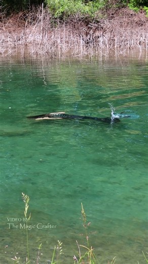 River Mermaid Performance in Northern Michigan