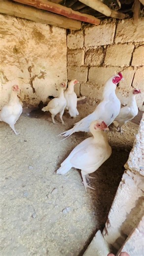 Exploring Hazara Aseel Farms: A Cultural Insight