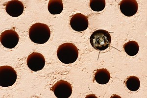 Everything You Need to Know About Bee Bricks – realestate.com.au