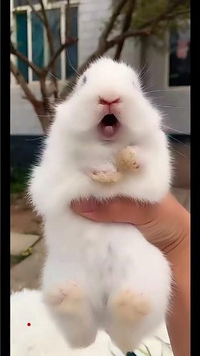 BABY BUNNY CUTE ❤️ LITTLE RABBIT CRYING / SCREAMING SOUND #shorts #tiktok #bunny #rabbit #cute