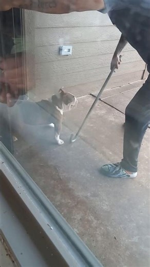 exotic bully offset bites metal pole over correction 🤯 #americanbully #dogs #fighting