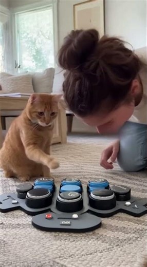 Can This Cat Really Talk With Buttons?