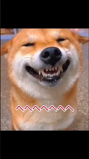 【爆笑】動物おもしろ動画｜予想外すぎるハプニング12連発！ #面白い #アニマル発見隊 #いぬ #cat #癒し #面白集 #動物おもしろ動画 #可愛い #animals