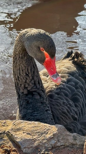🦢🚿 PREENING 🚿🦢 I think a black swan’s preening routine each morning takes longer than mine! They spend ages flapping around in the water and when they finish doing that they will nibble every inch of their own body - it’s lovely to watch if you have some time to kill! This is light blue leg ring, not to be confused with Bluey. Light blue hangs out with the youngster group which consists of three siblings from the clutch that hatched last spring and an older black swan. I always think the rai