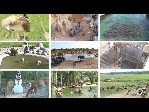 EarthCam Wildlife Webcams Worldwide