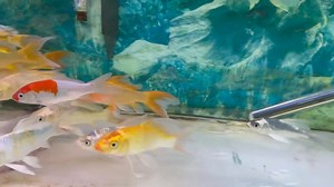 Butterfly Koi 🦋🐟 Also known as Longfin Koi or Dragon Koi, Butterfly Koi are a hybrid of traditional koi and Indonesian longfin river carp. They’re prized for their flowing fins and elegant, wing-like tails. Originating in Japan, these graceful fish need a spacious pond with excellent filtration and clean, oxygen-rich water. Keep them in water temps between 65–75°F and feed a balanced koi diet to support their growth, color, and fin health. | Pet Zone Tropical Fish, San Diego, California