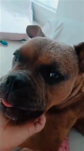 amaya quando estava caindo os pelos #exotic #bull #pitbull #americanbully #cao #auau #relsfyp#fly