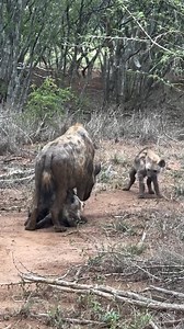 239K views · 1.6K reactions | Hyena Pup’s Curiosity Peaks During Mom’s Feeding Time #HyenaLife #WildEncounters #HyenaCub #NatureMoments | Bagh Dushkhel | Facebook