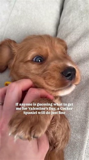 All I need is a cocker spaniel, please and thank you ♥️