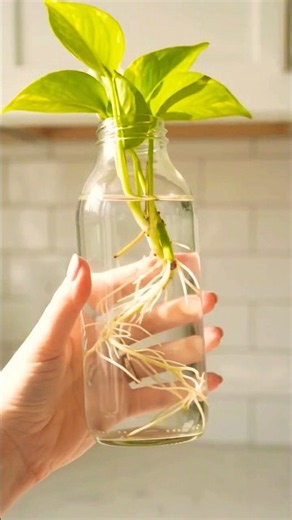 Grow Plants Without Soil - Hydroponic Hack #Shorts #Hydroponics #SoilFree #PlantPropagation #Hack