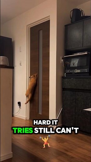 Door Lock Hack to Stop Cats from Escaping 🐱🚪 #cat #catshorts #catsofyoutube #catlovers #funnycats