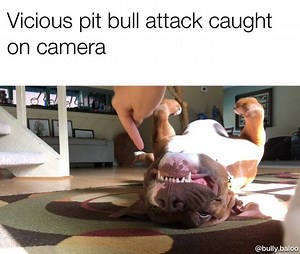 ABSOLUTELY TERRIFYING. HIDE YOUR CHILDREN. LOCK YOUR DOORS. EVERYBODY...