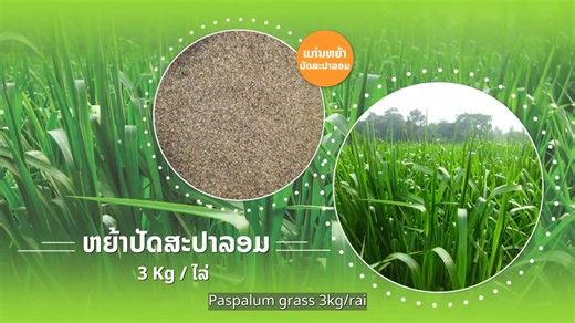 4.3K views · 56 reactions | 퐀퐮퐬퐭퐫퐚퐥퐢퐚 퐬퐮퐩퐩퐨퐫퐭퐬 퐋퐚퐨 퐟퐚퐫퐦퐞퐫퐬 퐢퐧 퐟퐨퐫퐚퐠퐞...