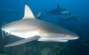 Discovery Channel transmitirá programa sobre tiburones en Cuba