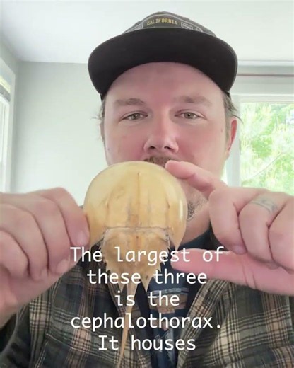 Horseshoe Crab Fact of the Day - 2