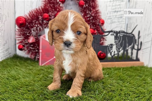 Allison - Cavalier King Charles Spaniel Puppy CF3B6D