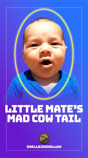 Oliver | Buckle up for a wild ride with Little Mate, the cheekiest trucker driver, as he spins a hilarious skit about mad cow disease that’ll have... | Instagram