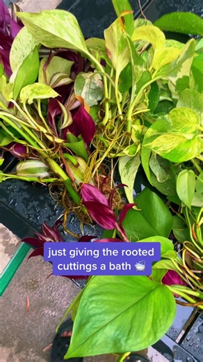 Easy Plant Propagation Tips for Beginners