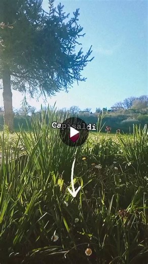 Alla mia famiglia 💫 CAPISALDI ❤️ Capisaldi necessari, riferimenti imprescindibili. Occhi che si rincorrono, mai sazi di un sentimento puro, limpido, universale, una forma d amore primordiale che… | Luca Nebbiai