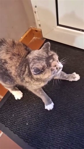 Cat jump scares #funny #cat #trynottolaugh