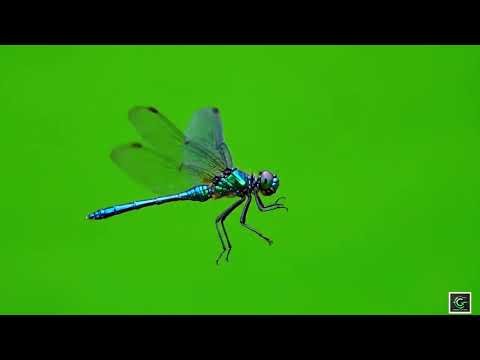 🐉 VFX Green Screen Dragon Fly & Dragon – FREE GREEN SCREEN