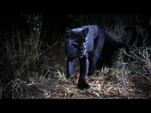 Extremely rare black leopard captured on camera in Kenya