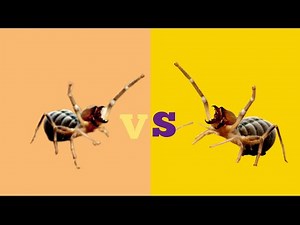 What happens if a giant camel spider sees a giant camel spider...