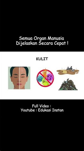 Kulit Manusia Dijelaskan Secara Cepat! 🧍