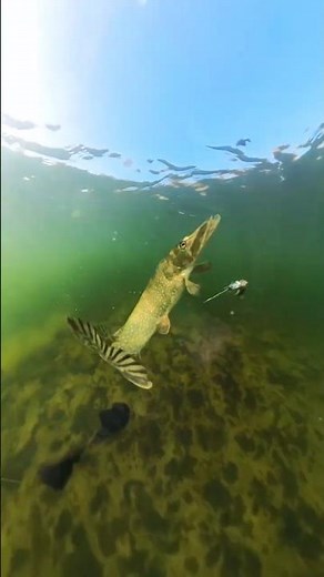Insane pike attack on a dead bait #pike #fishing #underwaterworld