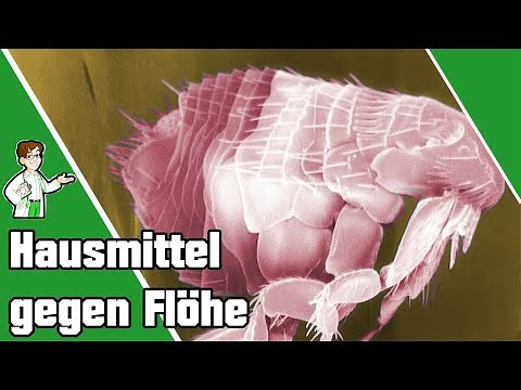 Hausmittel gegen Flöhe - Die Top 9 Tipps 🐶🐱