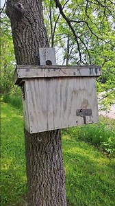 Swarm Trap Placement #honeybee