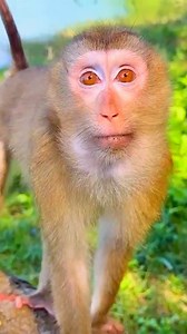 After Days Apart, Monkey Kaka’s Reunion with Her Family Is Pure Love! #kakamonkey #familykaka #monkeykaka | Kaka Update