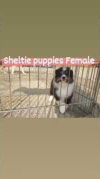Sheltie puppies Female