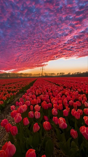 Stunning Sunset and Tulips: A Visual Delight