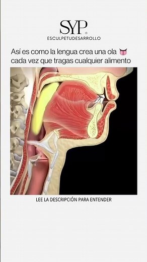 Las degluciones y la forma del rostro 👇🏼