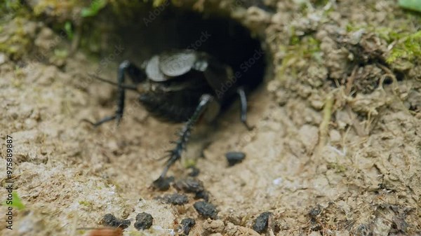 Field cricket (Gryllus campestris) stridulating and defecating