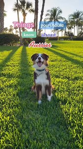 57K views · 1K reactions | Things you should know about Aussies pt 1 #dogsofinstagram #aussiesofinstagram #aussie #australianshepherd #doglover | Tebow The Mini Aussie | Facebook