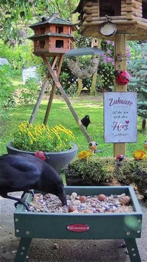 Die Raben holen ihr Frühstück ab! 🐦⬛ Majestic ravens arriving for breakfast! #shorts