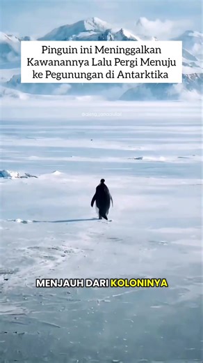 Penguin Nihilist: Perjalanan Menuju Pegunungan