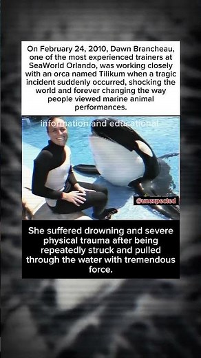 Dawn Brancheau, one of the most experienced trainers at SeaWorld Orlando