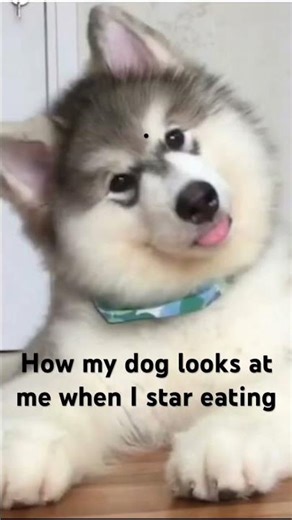 #music #pets #dogs #meowmeowsong #cute #animals