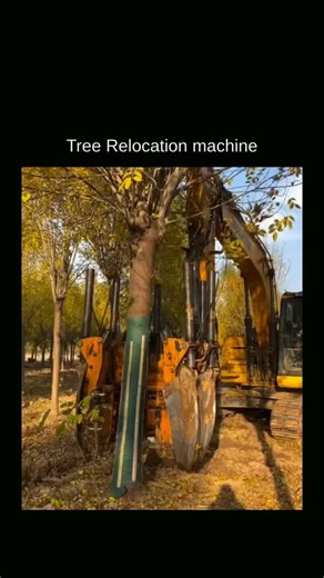 Info Zone on Instagram: "A tree relocation machine, also known as a tree spade, is used to move mature trees by lifting them with a large, intact root ball and surrounding soil. Hydraulic steel blades cut into the ground around the tree, forming a compact root ball that protects fine roots and moisture. The tree is then lifted, transported, and replanted at the same depth in a prepared pit, followed by watering, mulching, and support. Relocation does impact growth initially, as the tree experien