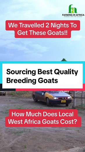 High Quality West African Dwarf Goats from Semanhyia Farms