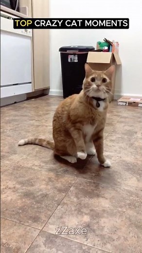 Crazy Cat Moments That Broke the Internet 😹🔥