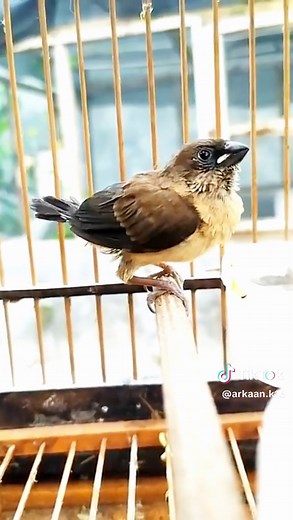 Suara Burung Emprit Gacor: Kicauan Merdu dari Alam