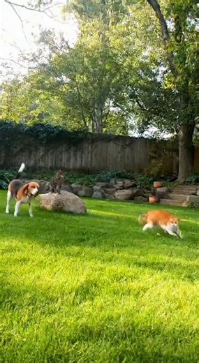 Playful Beagle chasing Cats in a Lush Green Backyard Garden #cat #FunnyCats #dog | Hilarious Adventures