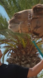 Discover the ultimate family-friendly ATV and camel ride in Cabo combo tour. immerse yourself in the beauty of Tierra Sagrada with a unique adventure featuring camel rides, ATV exploration, and a delicious Mexican buffet. Fun awaits you, book now! | Cabo Adventures